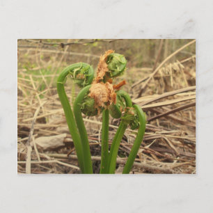 Spring Fiddleheads Postcard