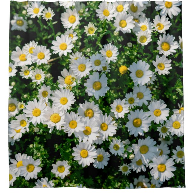Spring field of daisies background (Front)