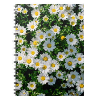 Spring field of daisies background notebook