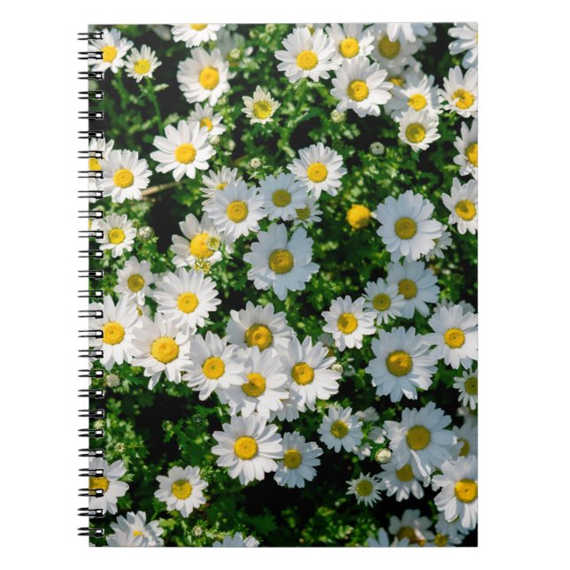 Spring field of daisies background notebook (Front)