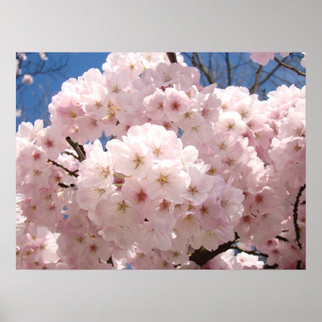 Spring Floral art posters Pink Tree Blossoms (Front)