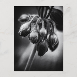 Spring Flower Buds Postcard