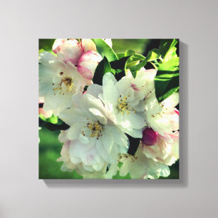 Spring Flower Crabapple Blossoms 2 Close Up Canvas Print