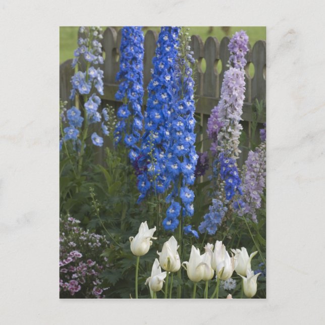 Spring flowers along a garden path, Georgia 2 Postcard (Front)