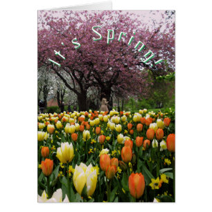 Spring Flowers and Blossom Cherry Tree Custom Text