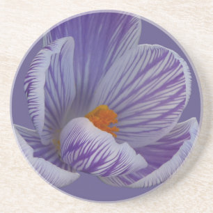 Spring Flowers Coaster Crocus Flowers Coaster
