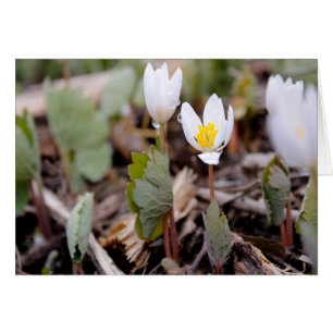 Spring Flowers Greeting Card