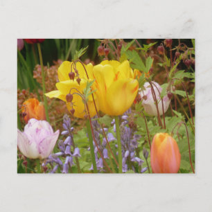 Spring Flowers In Border Postcard