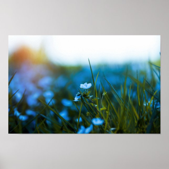 Spring flowers in field poster (Front)