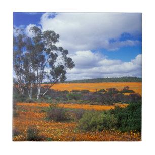 Spring flowers in Namaqualand, South Africa Tile