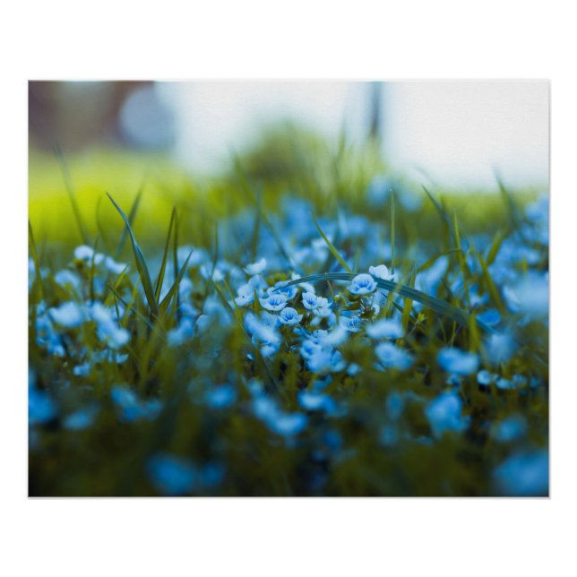 Spring flowers on field poster (Front)