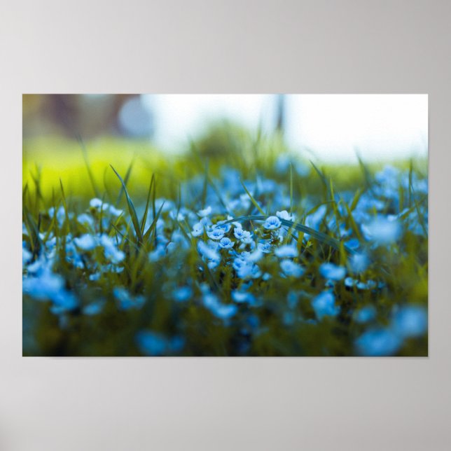 Spring flowers on field poster (Front)