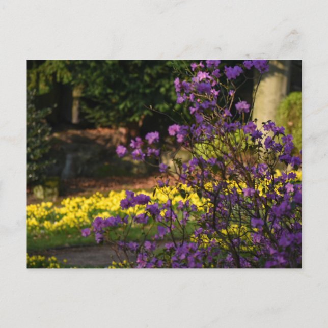 Spring flowers  postcard (Front)
