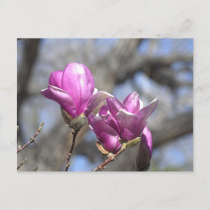 Spring flowers postcard