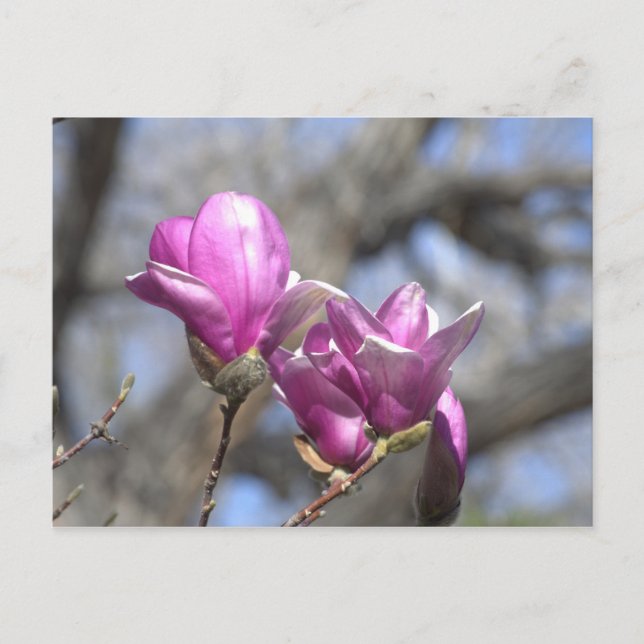 Spring flowers postcard (Front)