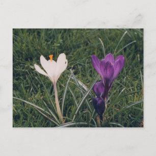 Spring Flowers Postcard