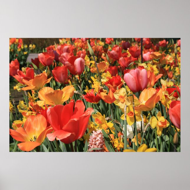 Spring flowers poster (Front)