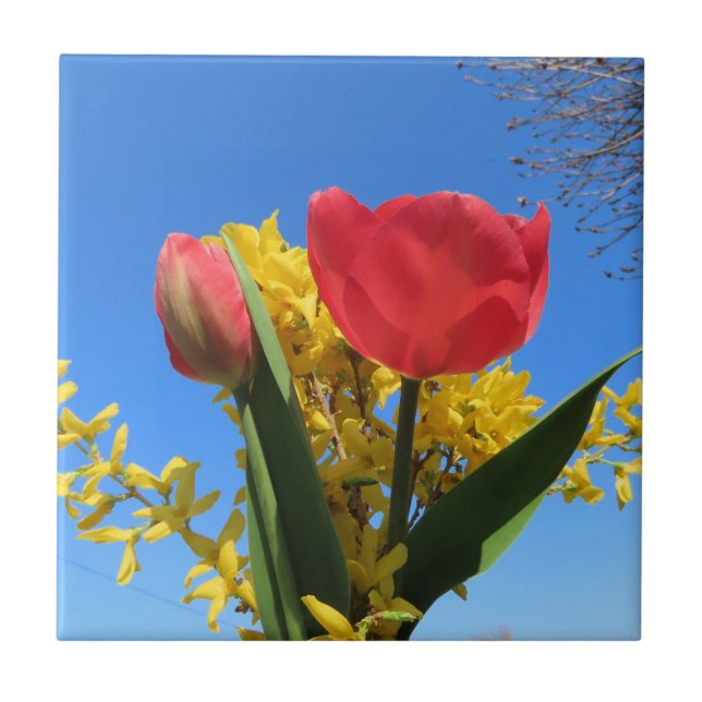 spring flowers, tulips, colourful + flowers, blue tile (Front)