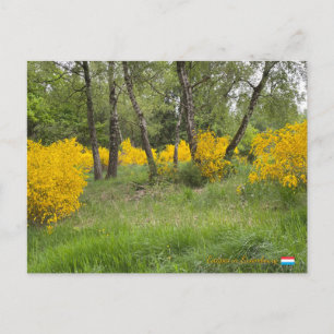 Spring forest in Luxembourg travel Postcard