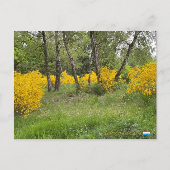 Spring forest in Luxembourg travel Postcard (Front)