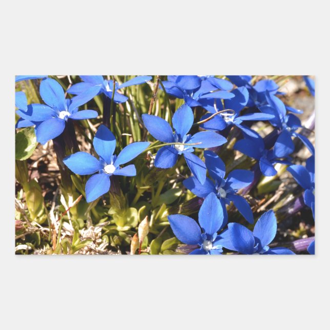 Spring Gentian in the French Alps Sticker (Front)