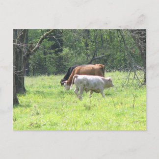 Spring Grazing in Louisiana Postcard