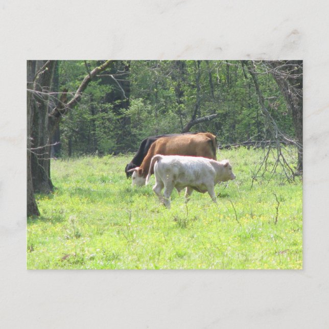 Spring Grazing in Louisiana Postcard (Front)
