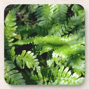Spring Green Ferns boho botanical  Coaster