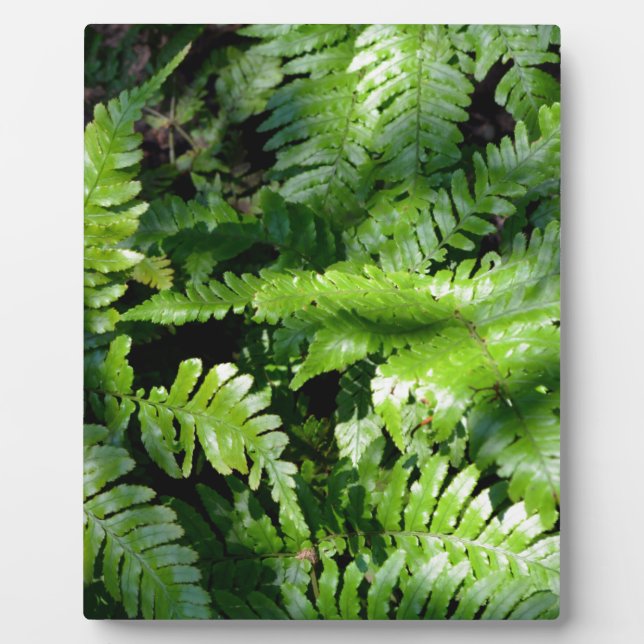 Spring Green Ferns boho botanical  Plaque (Front)