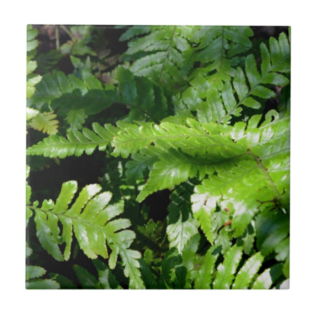 Spring Green Ferns botanical green forest view Tile (Front)