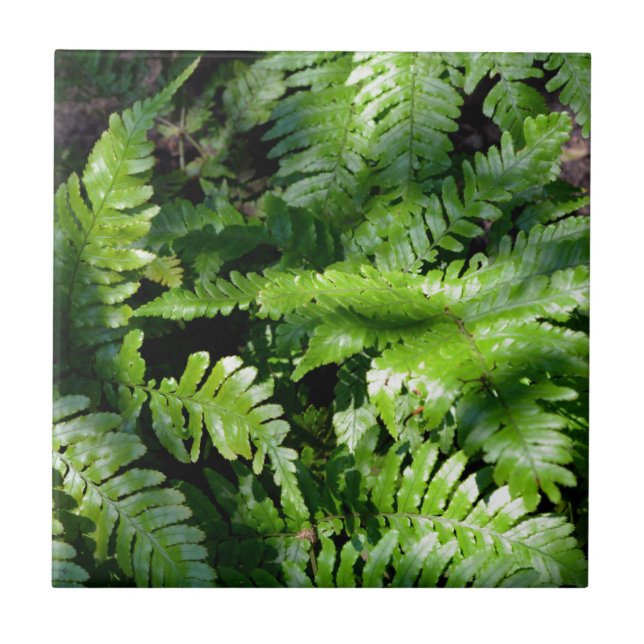 Spring Green Ferns botanical green forest view Tile (Front)
