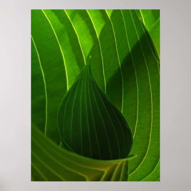 Spring Green Hosta Leaf Poster Print (Front)