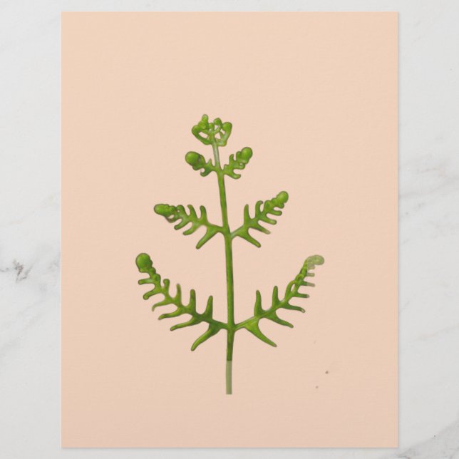 spring green  letterhead (Front)