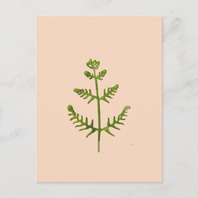 spring green  postcard (Front)