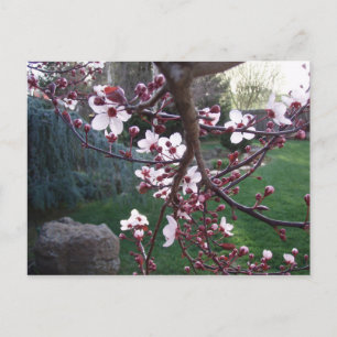 Spring has sprung postcard