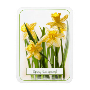 Spring has Sprung Yellow Daffodils Close-up Photo Magnet