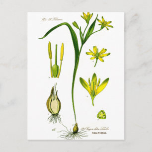 Spring Herbs Postcard