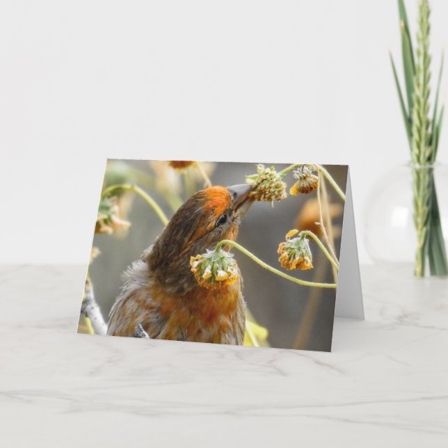 Spring House Finch Notecard (Front)