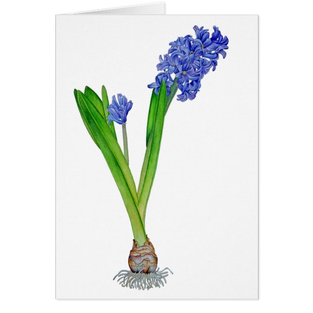 Spring Hyacinth (Front)