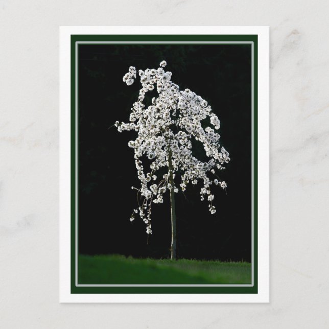 Spring In Bloom Postcard (Front)