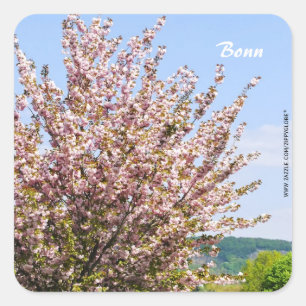 Spring in Bonn Square Sticker