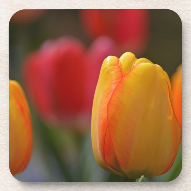 Spring in Colors Coaster (Front)
