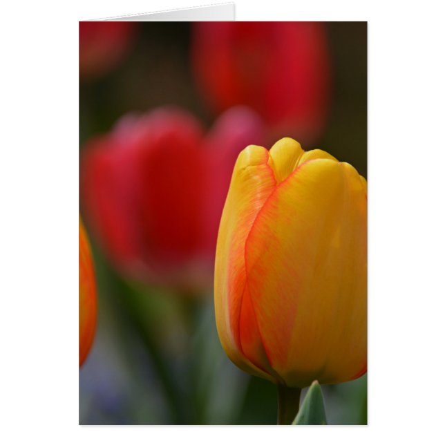 Spring in Colours (Front)