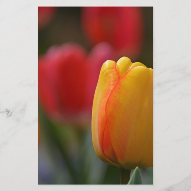 Spring in Colours Stationery (Front)