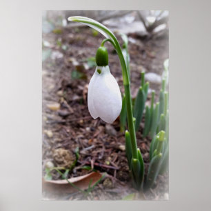 Spring in February Poster