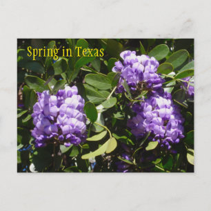 Spring in Texas Postcard