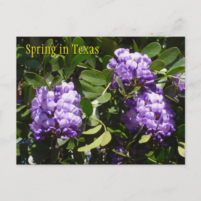 Spring in Texas Postcard (Front)