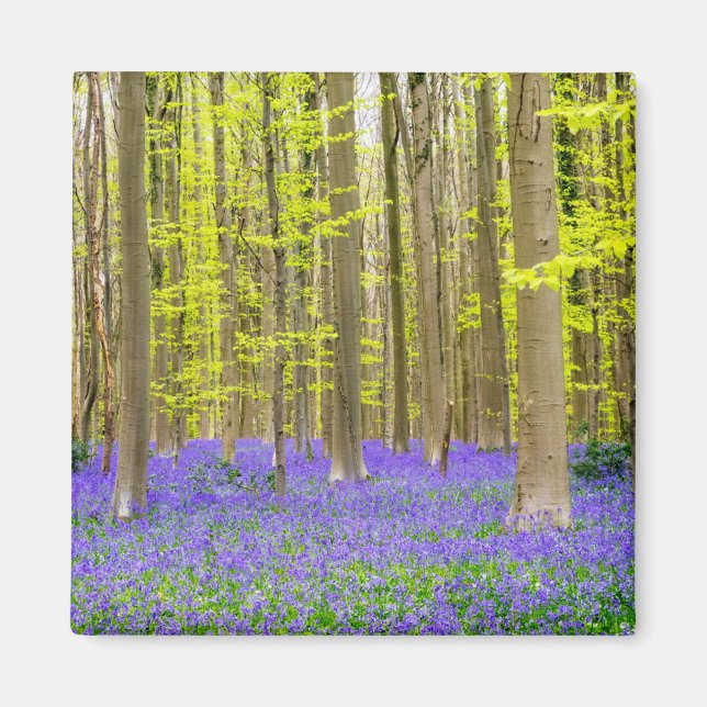 Spring in the Blue Forest Magnet (Front)