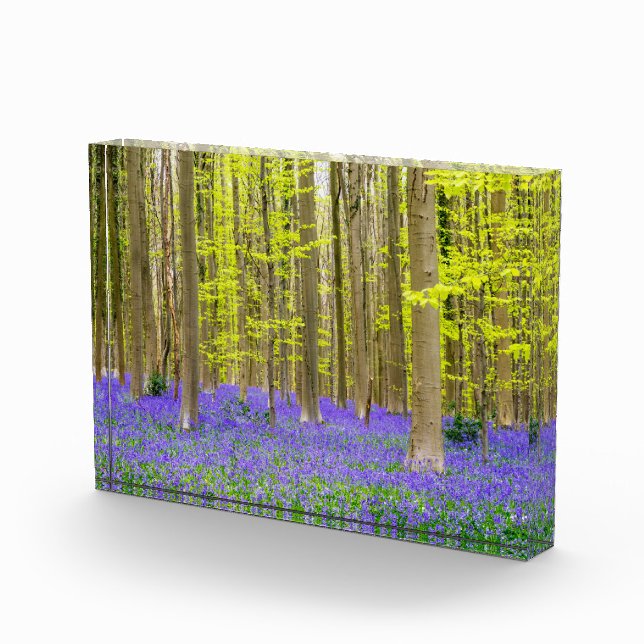 Spring in the Blue Forest Photo Block (Right)