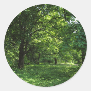 Spring in the Woods 01 Classic Round Sticker